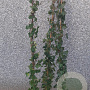 Hedera hibernica 150-175 cm 3,0L