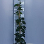 Hedera hibernica 80-100 cm 2,0L