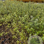 Hippophae rhamnoides 60-80 cm 2,0L