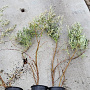 Hippophae rhamnoides 80-100 cm 2,0L