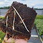 Hypericum calycinum 20-25 cm 5,0L