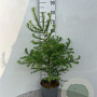 Larix kaempferi 60-80 cm 5,0L