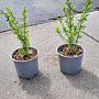Ligustrum vulgare 15-20 cm 2,0L