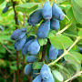 Lonicera c. 'Sinoglaska' 30-35 cm 3,0L