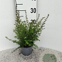 Lonicera nitida 15-20 cm C1.3