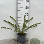 Lonicera pileata 20-30 cm C1.3