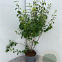 Lonicera xyl. 'Clavey's Dwarf' 100-125 cm 5,0L