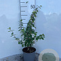 Lonicera xyl. 'Clavey's Dwarf' 20-25 cm 2,0L