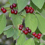 Lonicera xyl. 'Clavey's Dwarf' 60-70 cm 5,0L