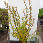 Physocarpus opulif. Amber Jubilee 25-30 cm 3,0L
