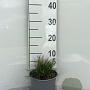 Pinus mugo mugo plantgoed 2,0L