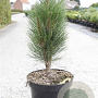 Pinus nigra 'Green Tower' 30-40 cm 7,5L
