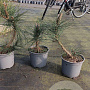 Pinus nigra nigra 10-15 cm 2,0L