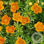 Potentilla f. 'Hopley's Orange' 20-25 cm 3,0L