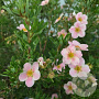 Potentilla f. Lovely Pink 20-25 cm 3,0L