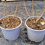 Ribes alpinum plantgoed 2,0L