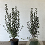Ribes alpinum 'Schmidt' 60-80 cm 5,0L