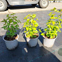 Ribes alpinum 'Schmidt' plantgoed 2,0L