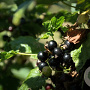 Ribes nigr. 'Big Ben' 30-35 cm 3,0L