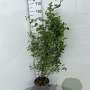 Rosa (o) canina 80-100 cm 5,0L