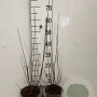 Salix elaeagnos 'Angustifolia' 60-80 cm 2,0L