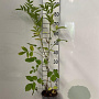 Sambucus nigra 60-80 cm 2,0L