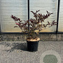 Sambucus nigra Black Beauty 50-60 cm 7,5L