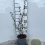 Salix repens nitida 30-40 cm C1.3