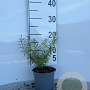 Spiraea thunbergii 10-15 cm C1.3
