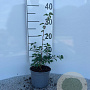 Spiraea vanhouttei 10-15 cm C1.3