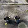 Spiraea vanhouttei 25-30 cm C1.3
