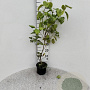 Syringa vulgaris 40-60 cm 2,0L