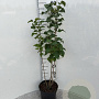 Syringa vulgaris 40-60 cm 5,0L