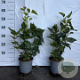 Syringa vulgaris 60-80 cm 2,0L
