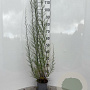 Tamarix tetrandra 100-125 cm 2,0L
