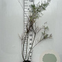 Tamarix tetrandra 100-125 cm 5,0L