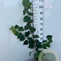 Tilia cordata 40-60 cm 2,0L