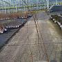 Ulmus glabra 150-175 cm 2,0L