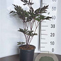 Actaea simp. 'Brunette' GM 2,0L