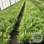 Athyrium filix-femina GM 2,0L