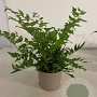 Cyrtomium fortunei clivicola GM 2,0L
