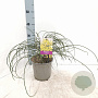 Genista lydia 30-40 cm 2,0L