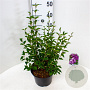 Syringa Bloomerang Dark Purple 40-50 cm 5,0L