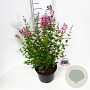 Syringa Bloomerang Pink Perfume 40-50 cm 5,0L