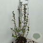 Syringa microphylla 'Superba' 80-100 cm 10L