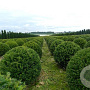 Taxus baccata 90 cm container bol