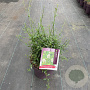 Ceanothus 'Snow Flurries' 20-30 cm 5,0L