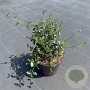 Ceanothus thyrsiflorus repens 15-20 cm 5,0L