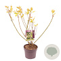 Cornus alba 'Gouchaultii' 40-60 cm 3,0L