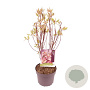 Cornus alba Miracle 40-60 cm 3,0L
